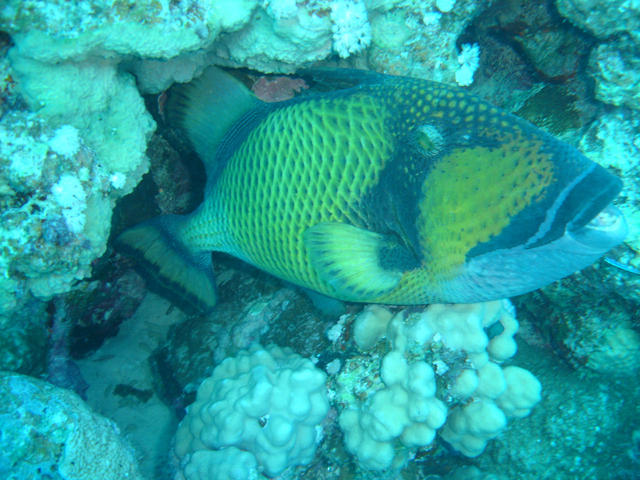 Balistoides viridescens (Pesce balestra titano)